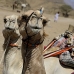 camel_desert_ma_v_0318_egy3593.jpg